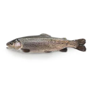 Forel (regenboog) vers per stuk (260-300 gram)